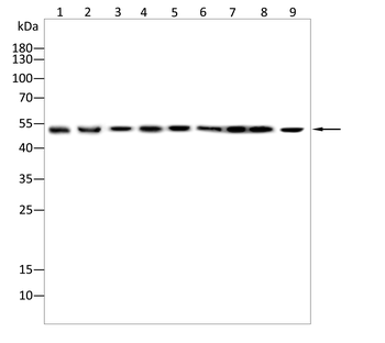 FADS1 Antibody