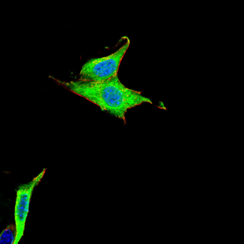 CD207 Antibody