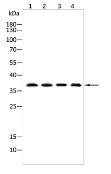 CD207 Antibody