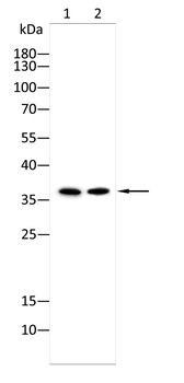 CD207 Antibody