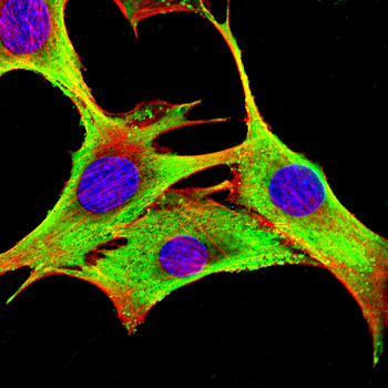 CD207 Antibody