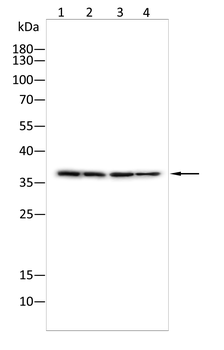 CD207 Antibody
