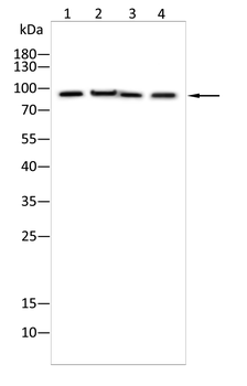 NCBP1 Antibody