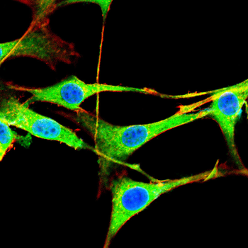 NRP2 Antibody