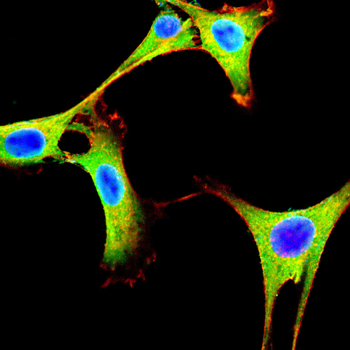 STIM1 Antibody
