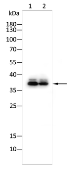 MT-CO1 Antibody