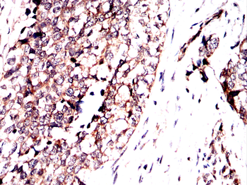 MT-CO1 Antibody