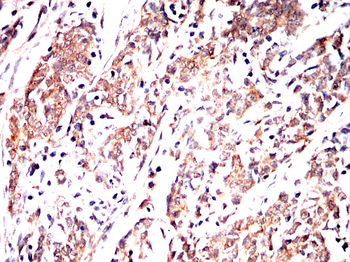 MT-CO1 Antibody
