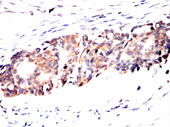 MT-CO1 Antibody