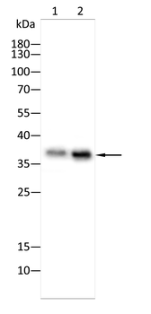 MT-CO1 Antibody
