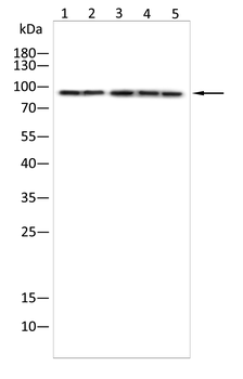 KDM1A Antibody