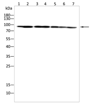 KDM1A Antibody