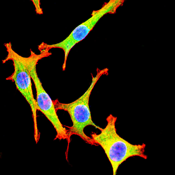 KDM1A Antibody