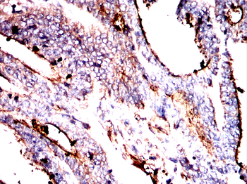 KDM1A Antibody