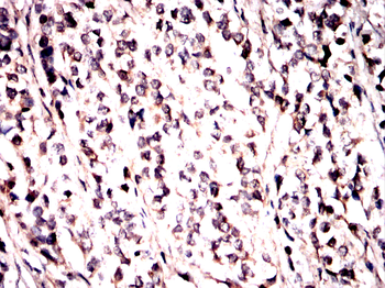 CASP7 Antibody