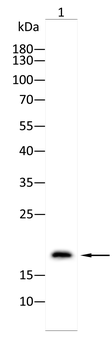 CASP7 Antibody