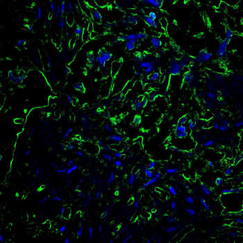 CASP7 Antibody