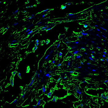 CASP7 Antibody