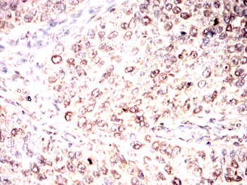 CASP7 Antibody