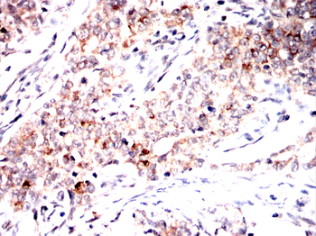 CASP7 Antibody