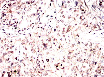 CASP7 Antibody