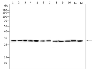 MTAP Antibody