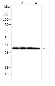 MTAP Antibody