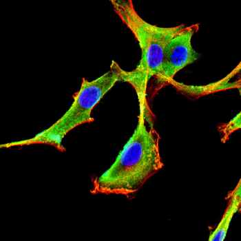 VASP Antibody
