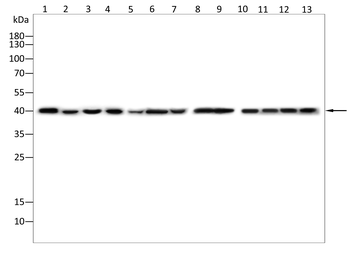 VASP Antibody