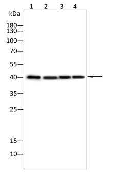 VASP Antibody