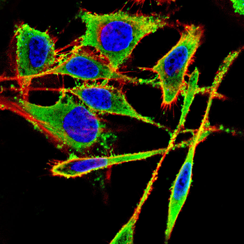 FGFR2 Antibody