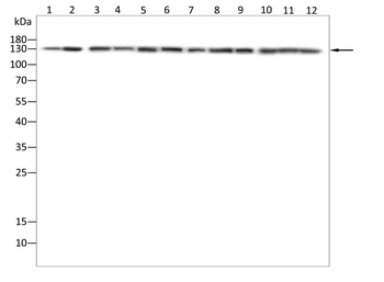 FGFR2 Antibody
