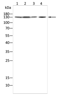 FGFR2 Antibody