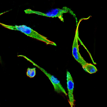 BNIP3L Antibody