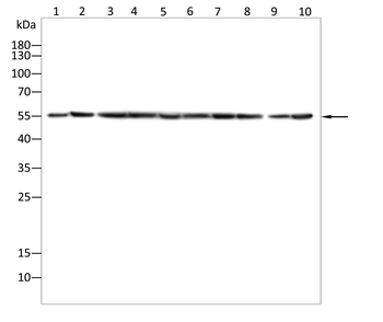 BNIP3L Antibody