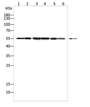 BNIP3L Antibody
