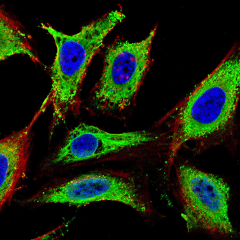 BNIP3L Antibody