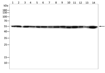 BNIP3L Antibody