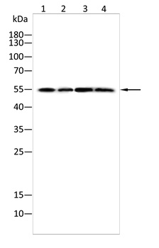 BNIP3L Antibody