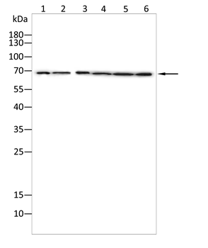 MSN Antibody