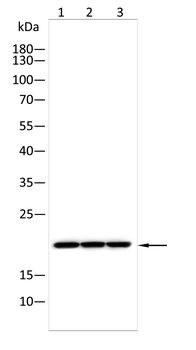CCL5 Antibody