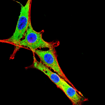 RNF2 Antibody