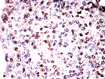 RNF2 Antibody