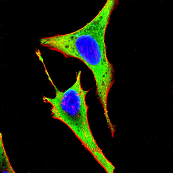 RNF2 Antibody