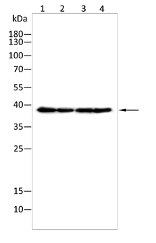 RNF2 Antibody