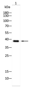 RNF2 Antibody