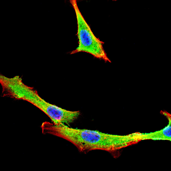 RPL24 Antibody