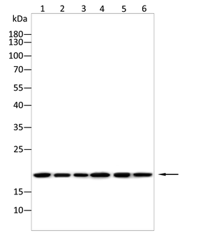 RPL24 Antibody