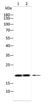 RPL24 Antibody