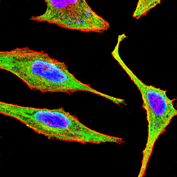RPL24 Antibody